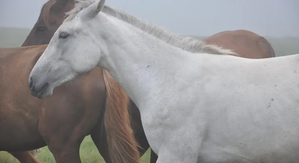 Equine Social Myths: 7 False Beliefs About Herd Behavior and Dominance