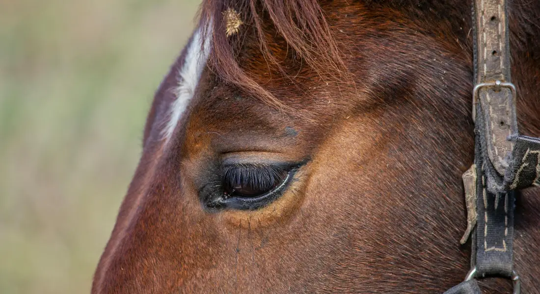 Close-up of a horse's eye with a bridle, highlighting the sensitive sensory world of horses.