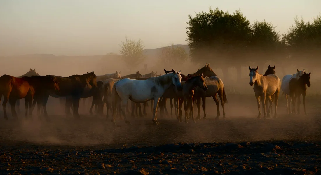 Herd of horses standing together on a dusty field at dusk, illustrating social cohesion and calm in a herd.
