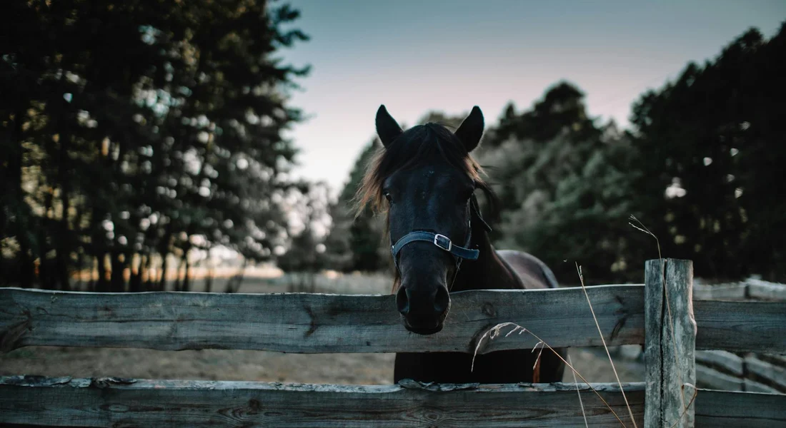 A calm dark horse wearing a blue halter peers over a weathered wooden fence at dusk, illustrating gentle handling.