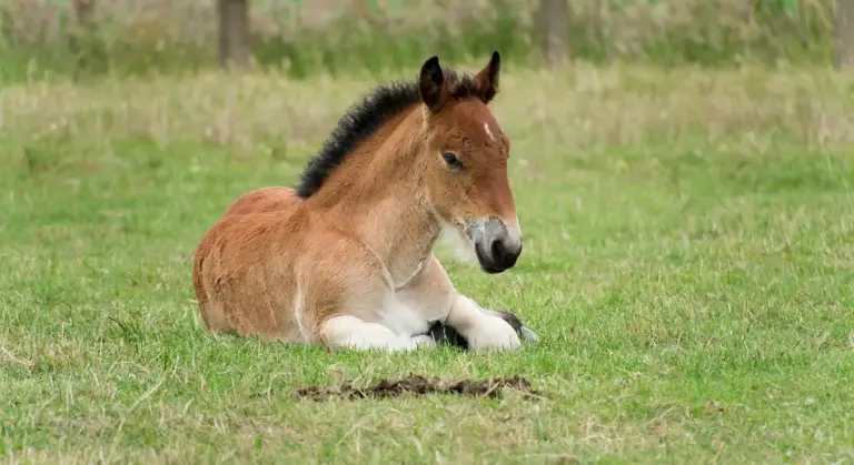Young pony lying down on a grassy field, calm and resting.