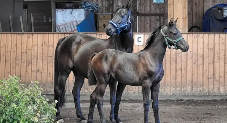 Adult mare and foal standing in a stable with wooden walls, both wearing halters.