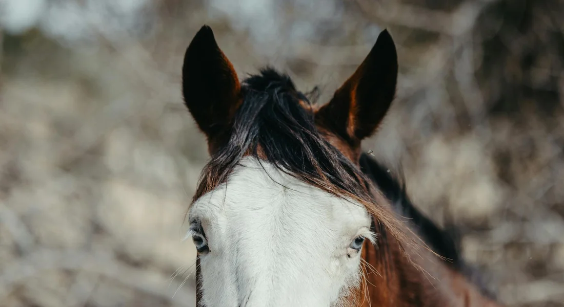 Close-up of a horse's head with a white blaze and dark mane in a natural outdoor setting.