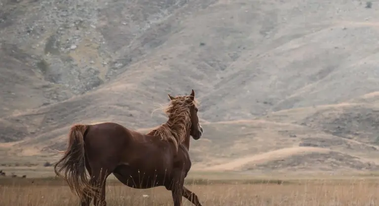 A brown horse standing in a grassy field with distant hills, in a natural outdoor setting suitable for discussing equine skin problems.