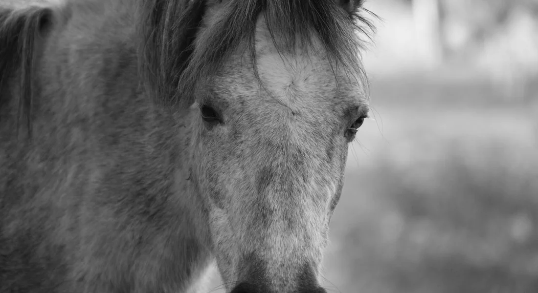 Close-up black-and-white photograph of a calm horse's head, conveying thoughtful stillness.