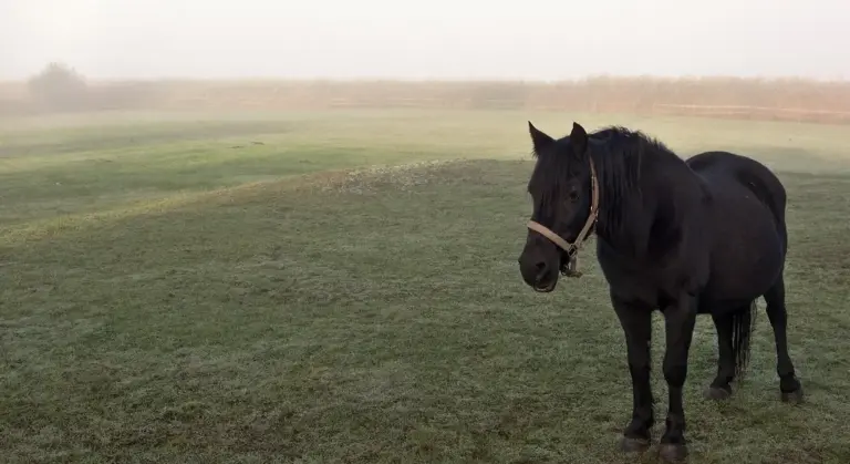 A dark brown mare standing in a foggy, open pasture