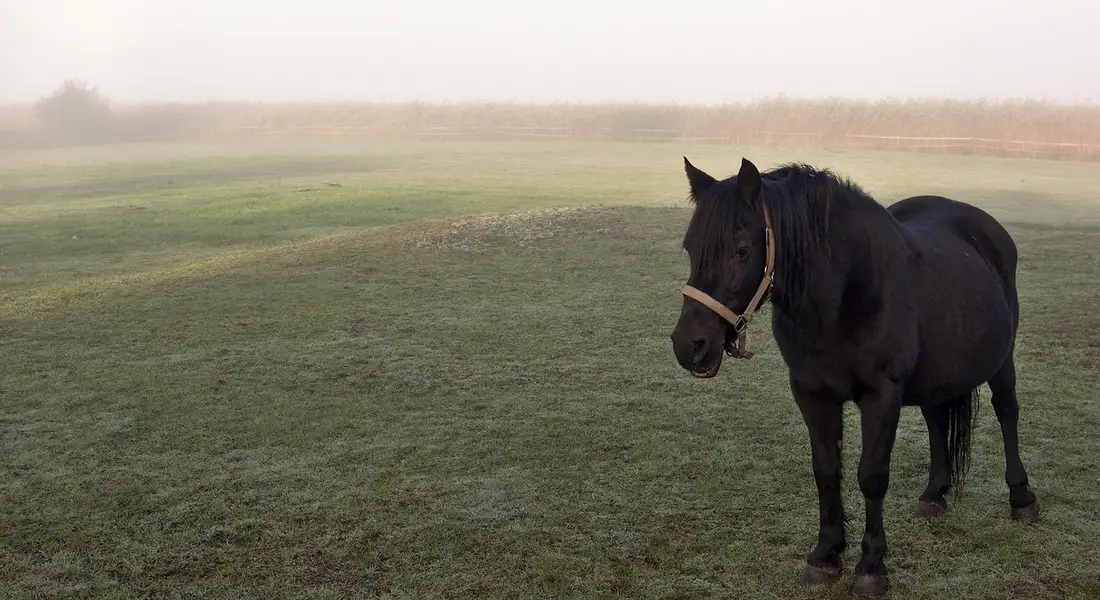 A dark brown mare standing in a foggy, open pasture