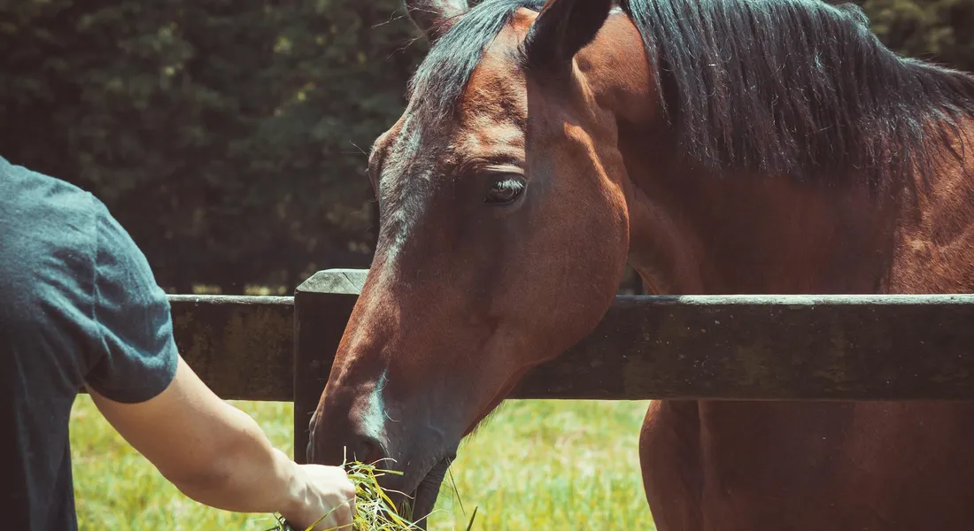 Person in a blue shirt offers hay to a brown horse through a wooden fence in a grassy field.