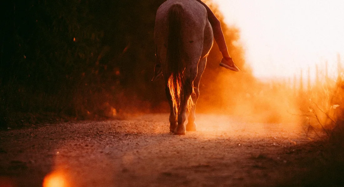 Rear view of a horse walking down a dusty path at sunset, hindquarters visible.