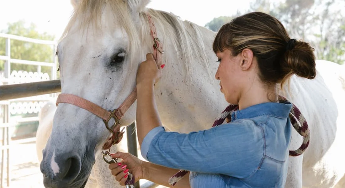 A person in a blue shirt grooms a white horse, focusing on the horse's neck and withers in a bright, open stable.
