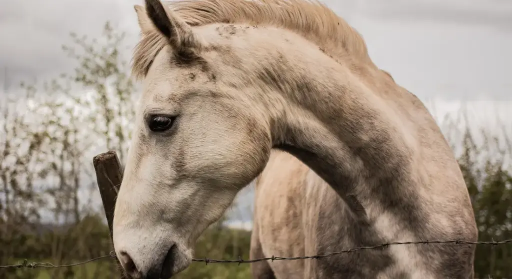 Fall Laminitis: Understanding and Preventing the Autumnal Spike