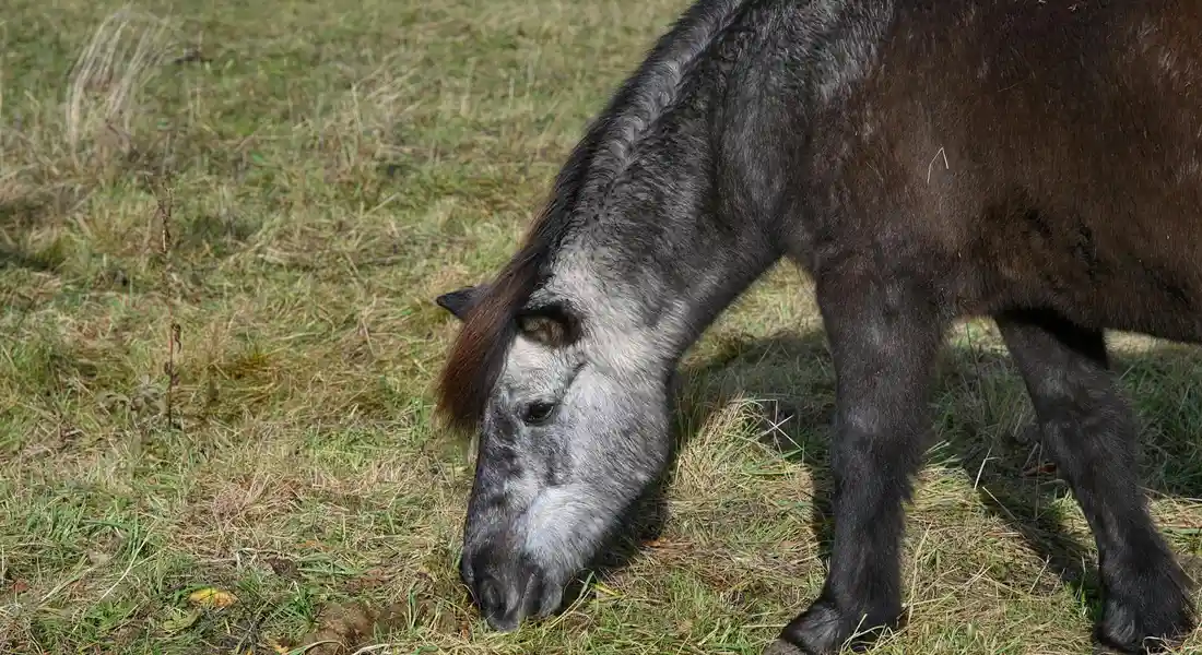 Horse grazing in a grassy autumn pasture.