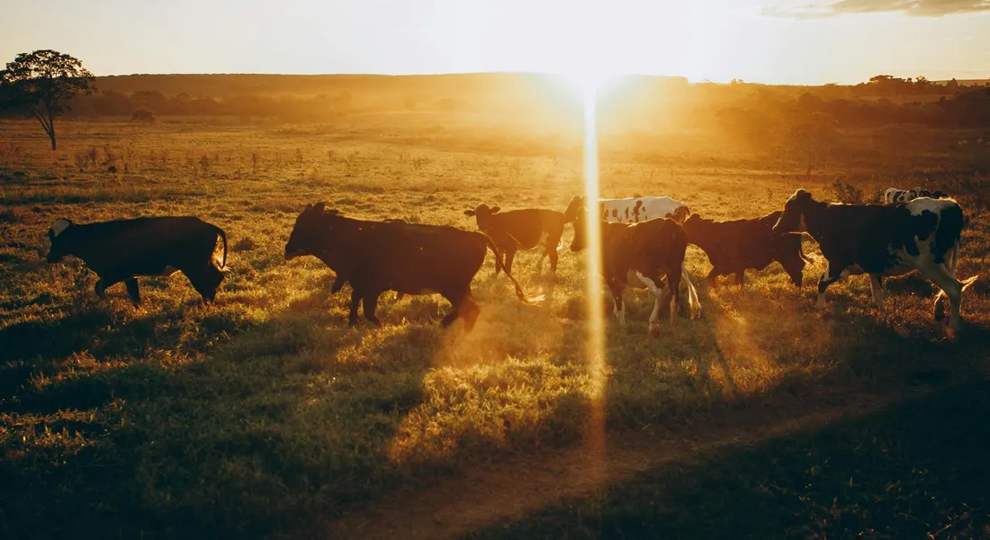 Herd of cattle grazing in a sunlit pasture at sunset with warm golden light and long shadows.