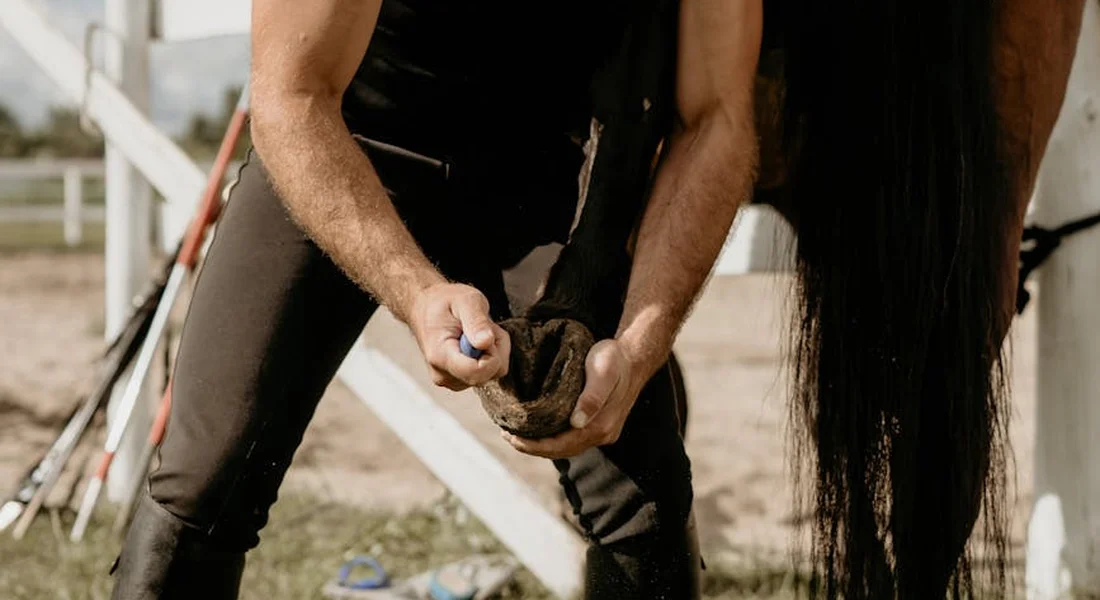 Person crouched next to a horse, holding and inspecting the animal's hoof with a hoof pick in a stable yard.