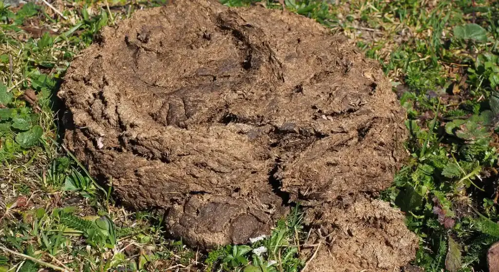 Beyond the Paste Tube: Fecal Egg Counts and a Smarter Deworming Strategy