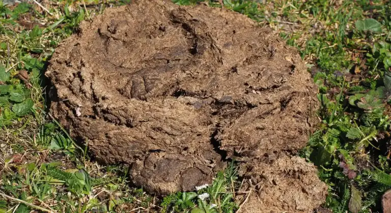 A large clump of animal feces on grass