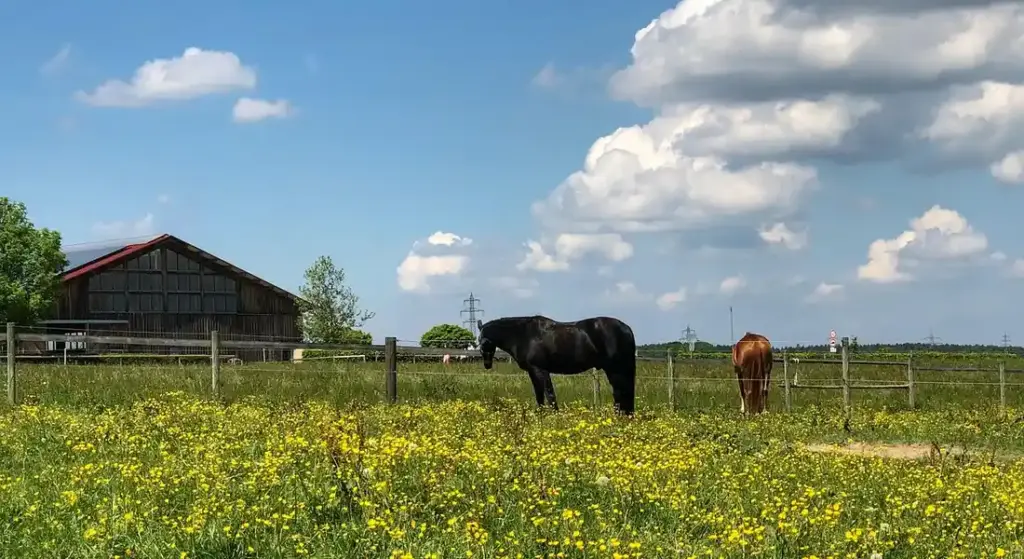 What is the Biggest Horse Ever Recorded?