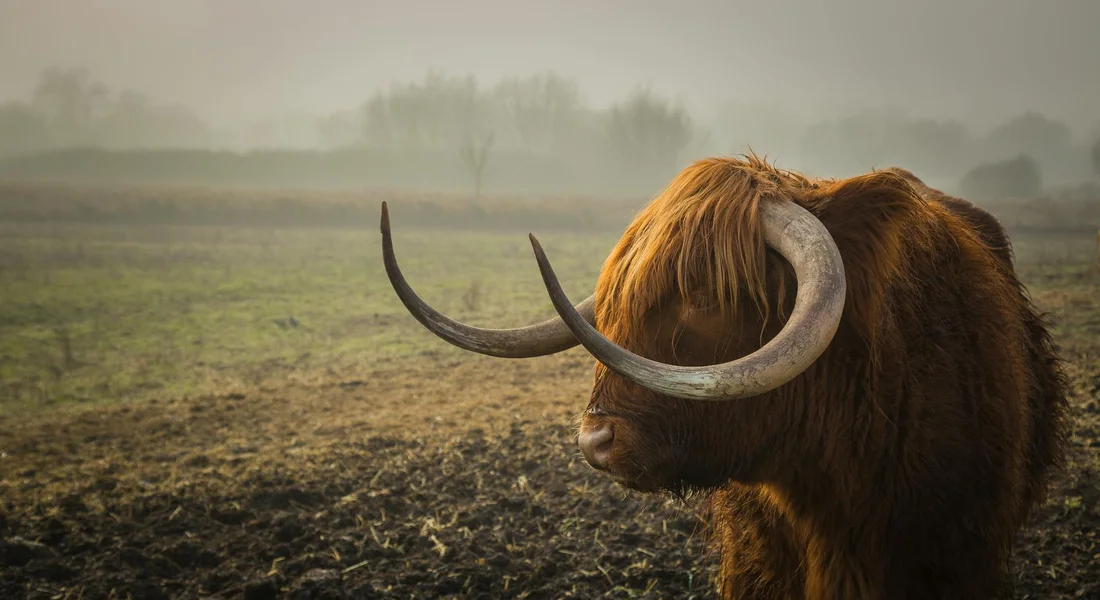 Close-up of a large horned shaggy brown animal standing in a misty pasture.