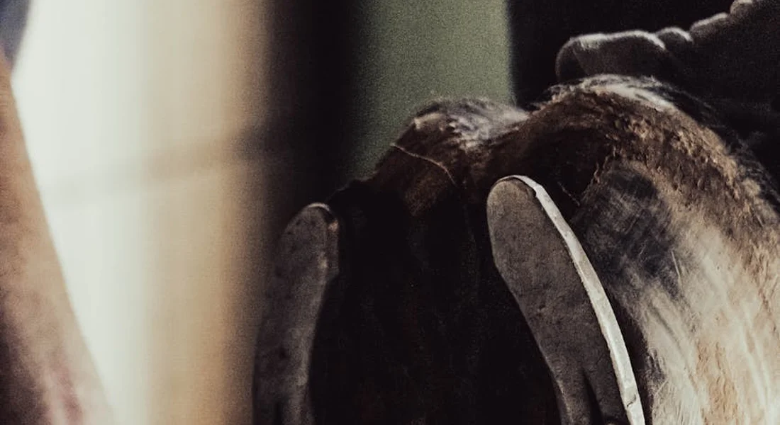 Close-up of a horse hoof during a farrier visit, with a rasp and trimming tools visible.