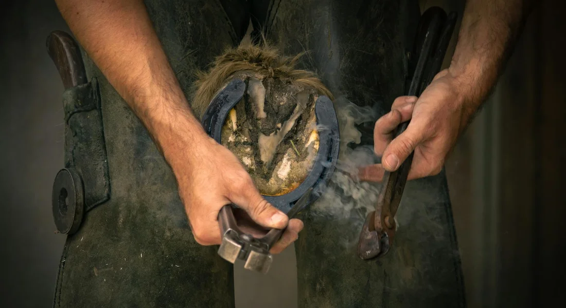 Close-up of a farrier's hands on a horse's hoof with tools ready for trimming or shoeing