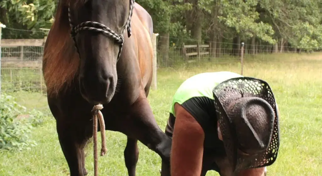 First Farrier Visit: What to Expect and How to Prepare Your Horse