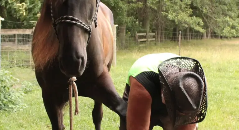 A horse stands in a grassy area as a farrier crouches beside it, inspecting the horse's hooves.