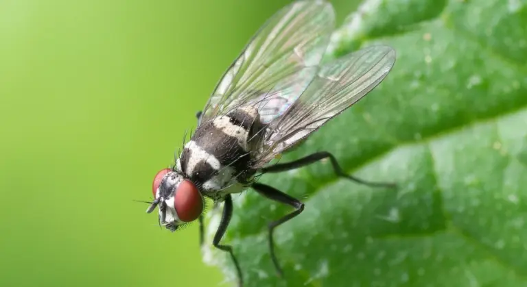 Macro photograph of a fly with red eyes perched on a green leaf