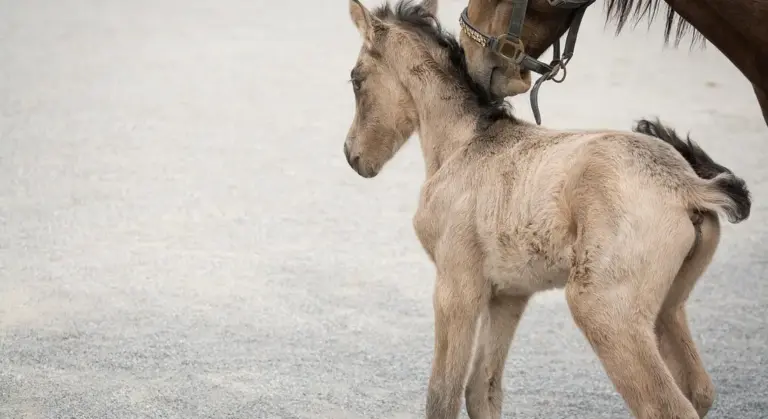 A pale-colored foal walking on a gravel surface with part of an adult horse visible in the frame