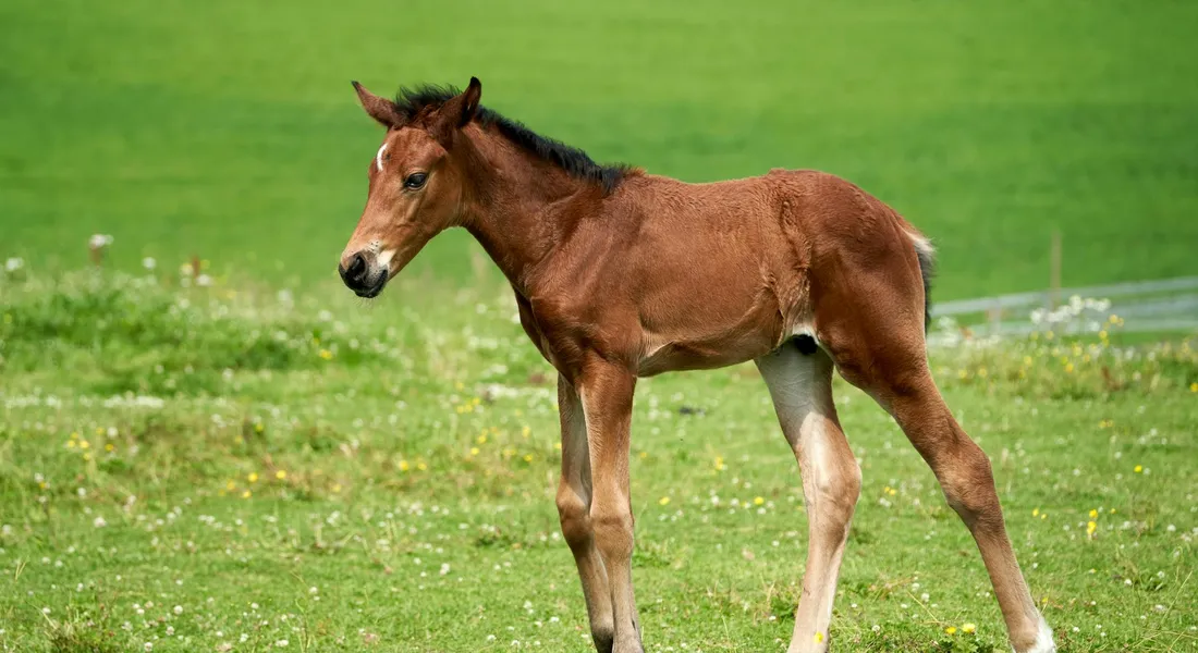 Brown foal standing in a green meadow