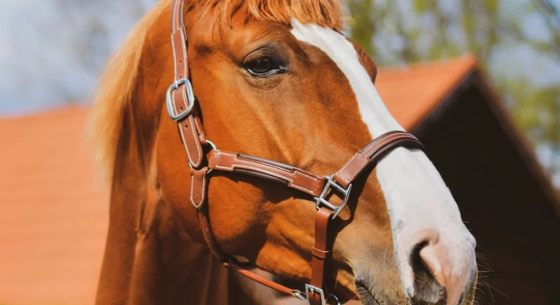 Close-up of a chestnut horse with a white blaze wearing a bridle, standing in front of a red-roofed barn.