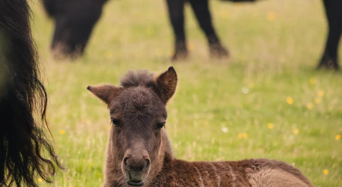 A newborn foal resting on a grassy pasture with the dam's legs visible in the background.