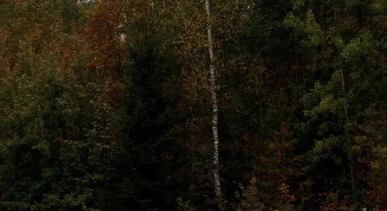Dense forest with a pale birch trunk in the center surrounded by dark green foliage.