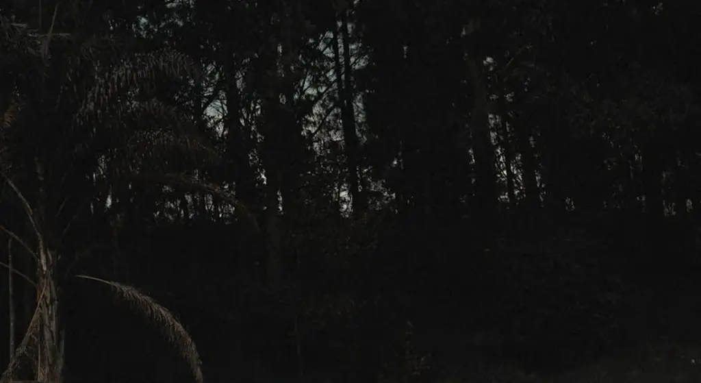 Understanding Your Horse’s Key Muscles: How They Work for Better Health and Riding