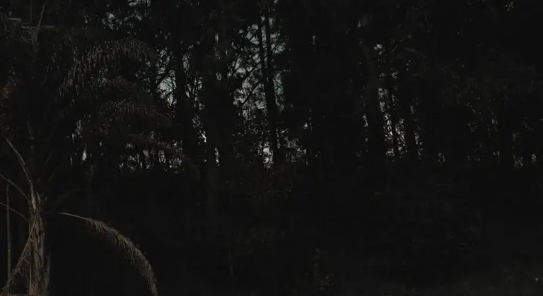 Dark forest at night with silhouettes of trees and faint light behind them.