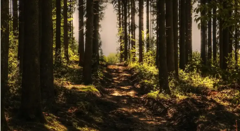 Sunlit forest trail with a narrow dirt path winding between tall trees and lush undergrowth.