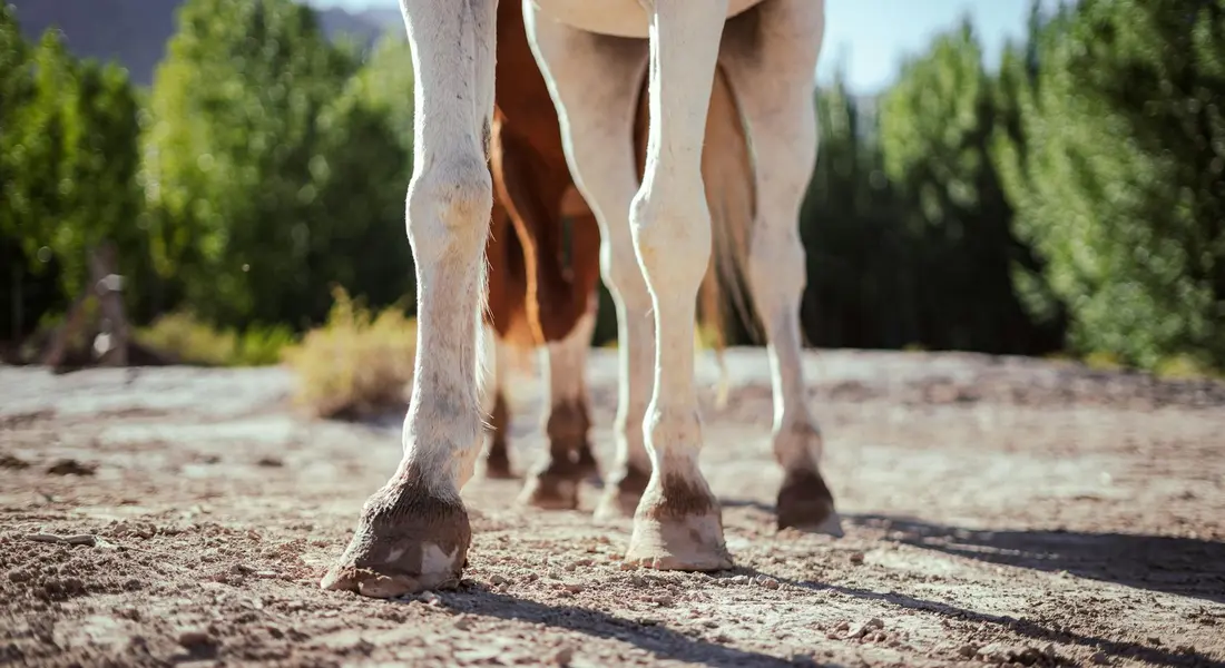 Close-up of horse hooves and lower legs standing on dusty ground, emphasizing hoof care.