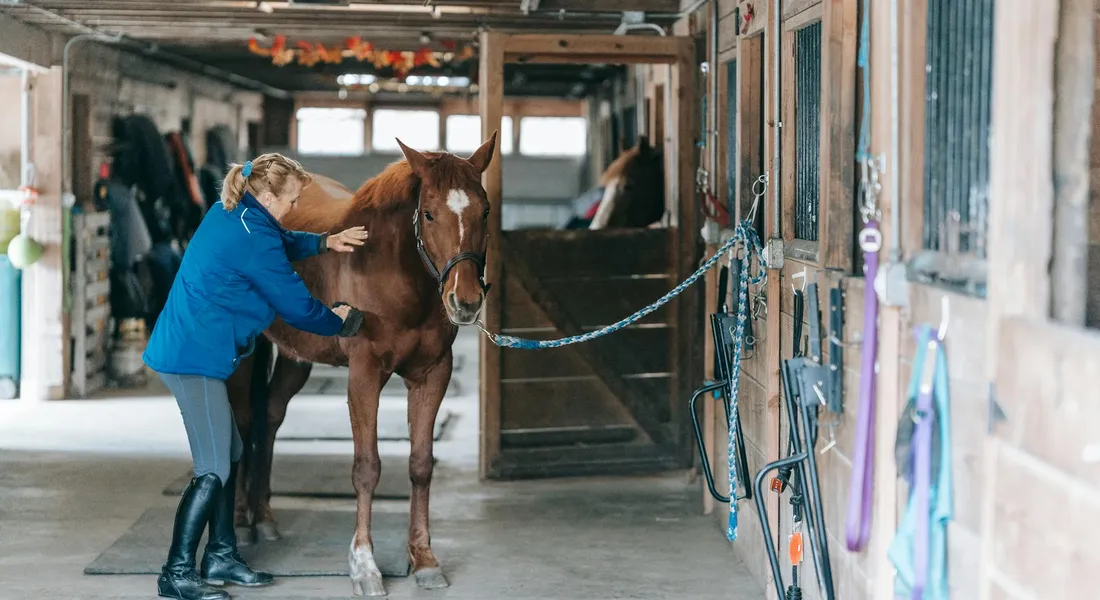 A trainer in a blue jacket works with a chestnut horse inside a stable, illustrating a move from dominance to partnership in horsemanship.