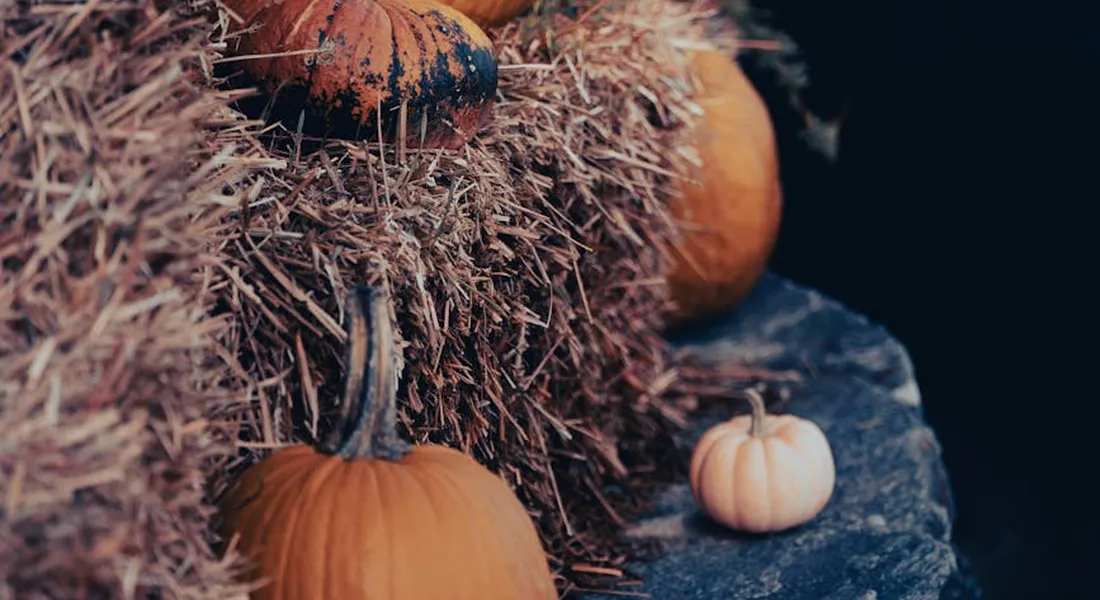 Hay bales with small pumpkins resting on a dark surface, suggesting farm feeding context