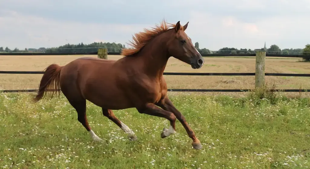 Gaited Horse Breids: Your Guide to Smoother Rides and Happy Horses