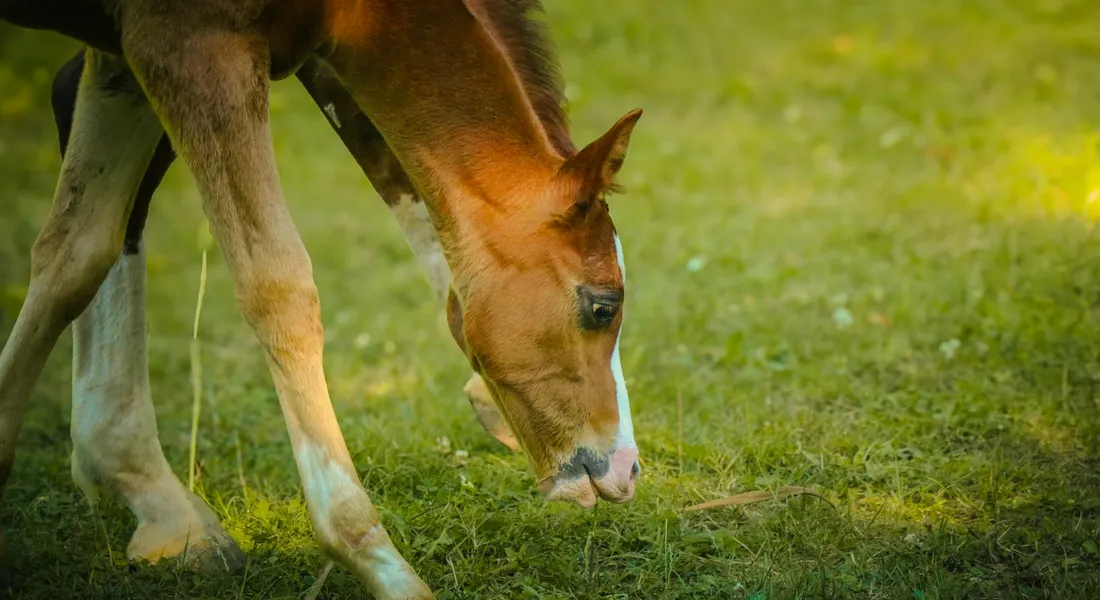 Young foal grazing in a sunlit grassy field
