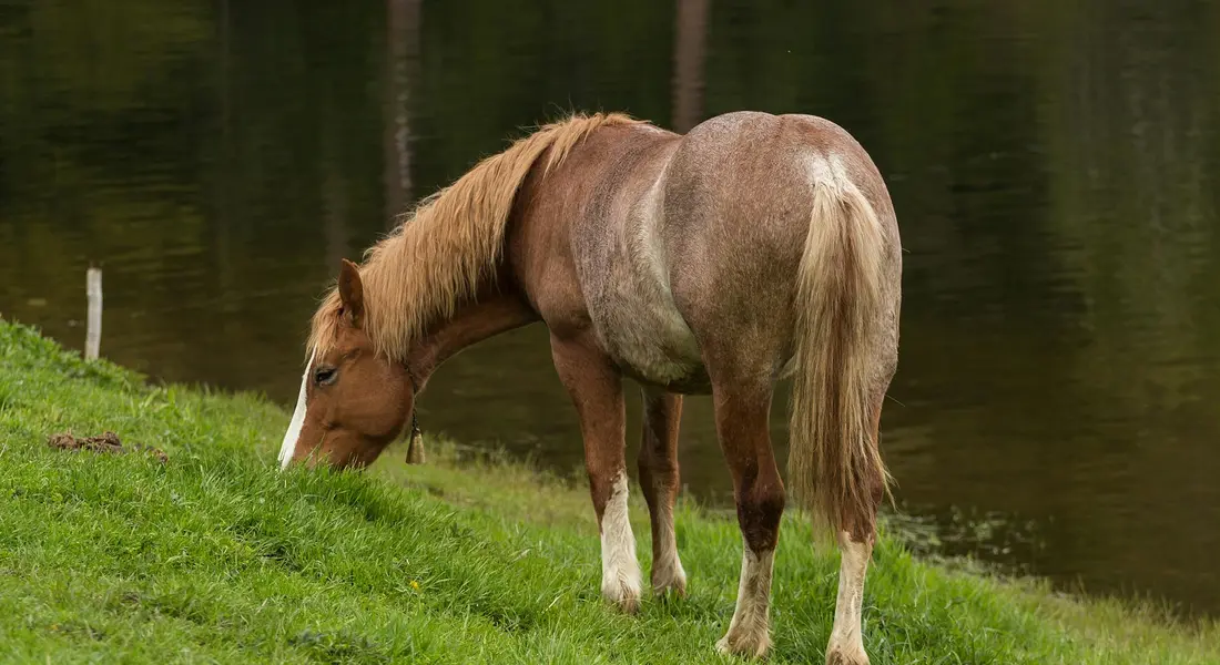 A brown draft-like horse with a light mane, grazing on green grass beside a calm pond.