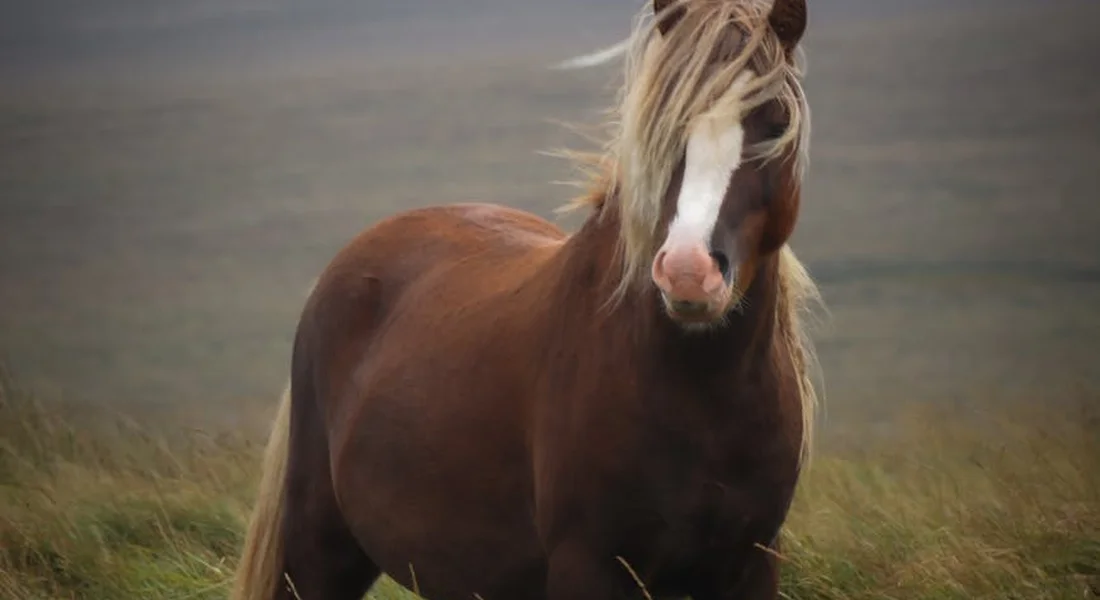 Brown draft horse with a pale mane and white blaze standing in a grassy field.