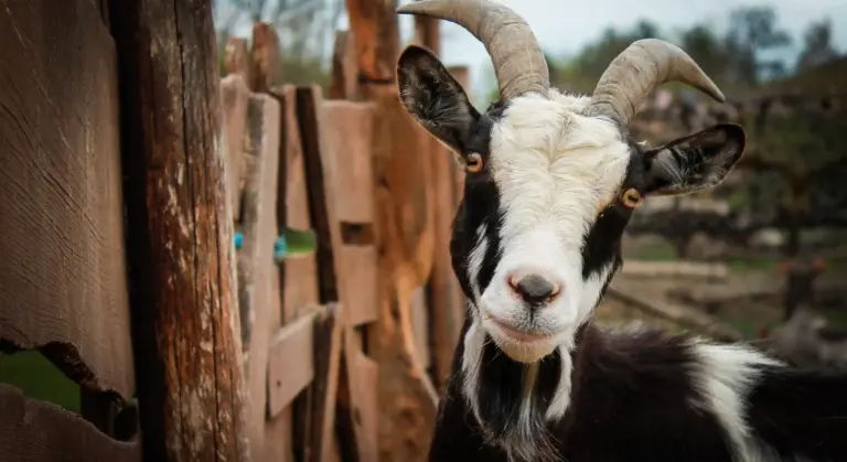 Close-up of a curious goat with horns peering over a wooden fence, illustrating hoof care on a farm