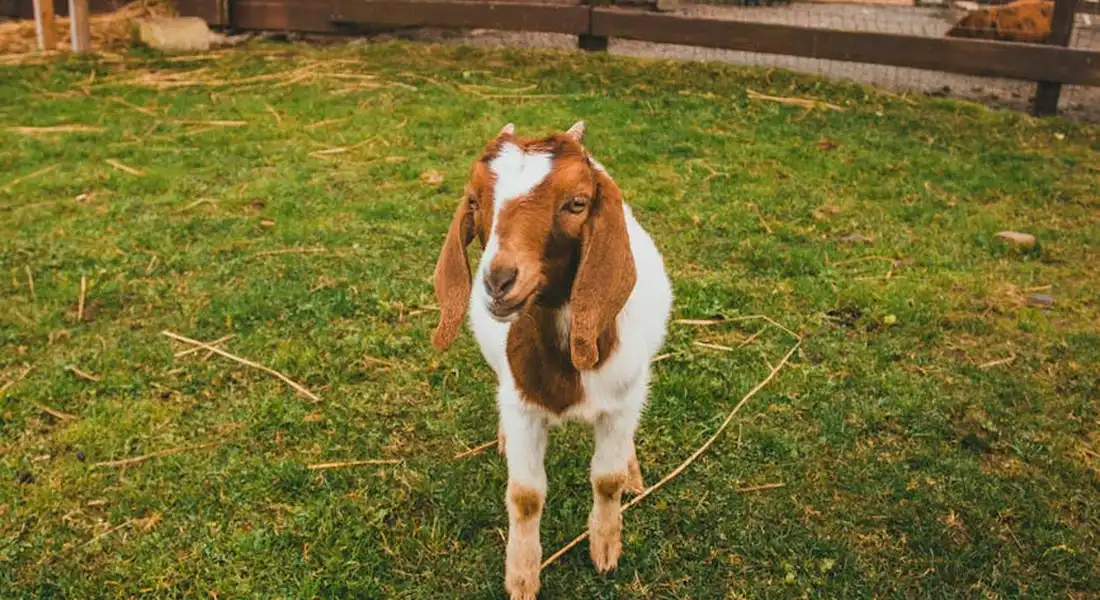 Young brown and white goat standing on a grassy pasture with a fence in the background.
