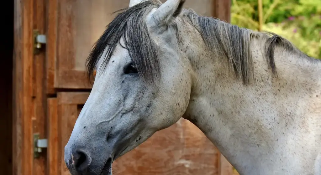 How to Check if Your Horse is Dehydrated: Spot the Signs and Fix It Fast
