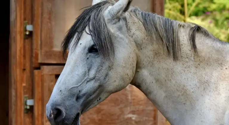 Gray horse with a relaxed head resting near a wooden stable door.