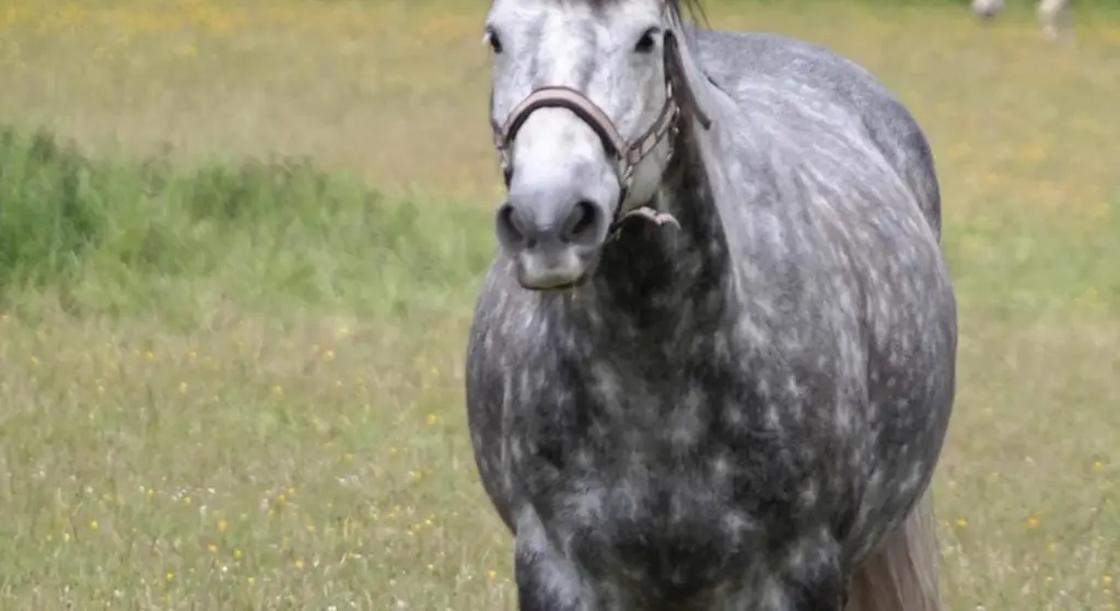 Can Horses Eat Roses and Daisies? Flower Garden Safety for Curious Grazers