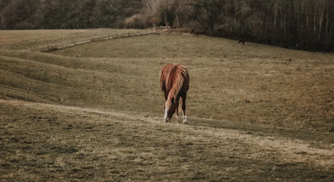 A horse walks away along a dirt path in a grassy field, heading toward trees in the distance.