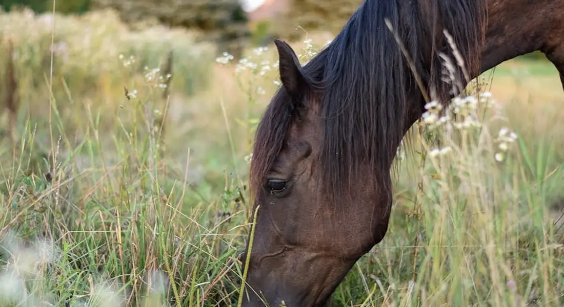Close-up of a brown horse grazing in a sunlit grassy meadow.