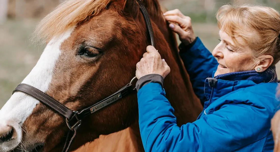 A person wearing a blue jacket adjusts a horse's bridle during grooming